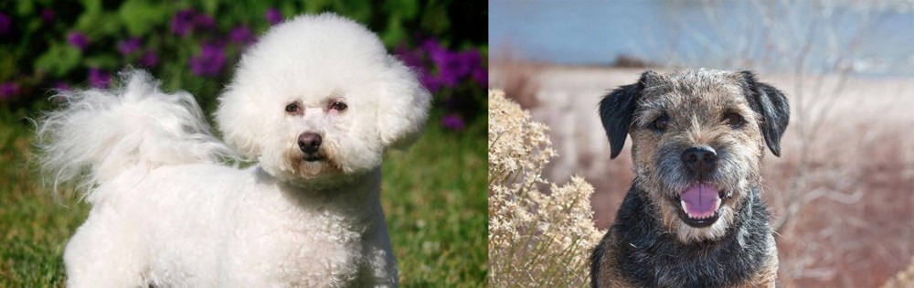 Border Terrier vs Bichon Frise - Breed Comparison