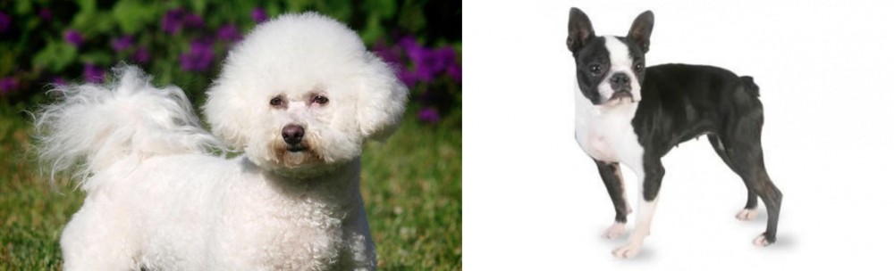 Boston Terrier vs Bichon Frise - Breed Comparison