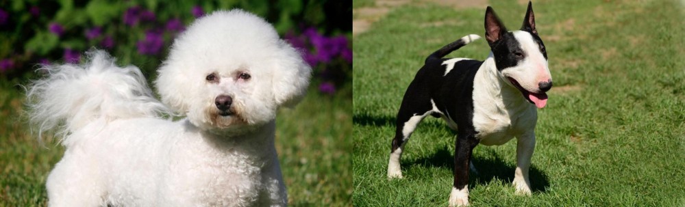 Bull Terrier Miniature vs Bichon Frise - Breed Comparison