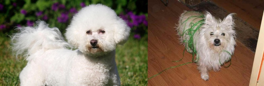 Cairland Terrier vs Bichon Frise - Breed Comparison