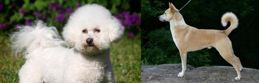 Canaan Dog vs Bichon Frise - Breed Comparison