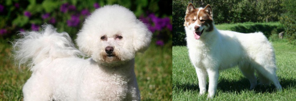 Canadian Eskimo Dog vs Bichon Frise - Breed Comparison
