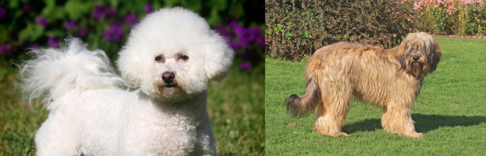 Catalan Sheepdog vs Bichon Frise - Breed Comparison