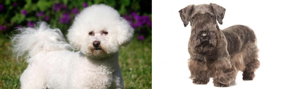 Cesky Terrier vs Bichon Frise - Breed Comparison