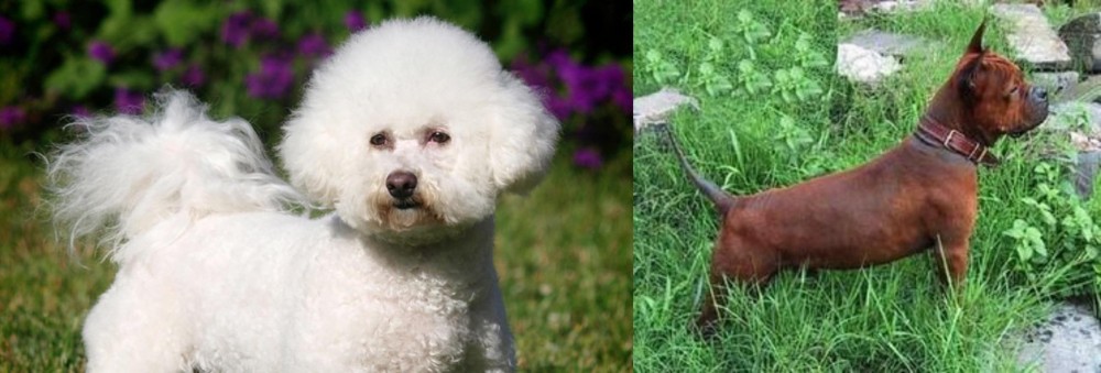 Chinese Chongqing Dog vs Bichon Frise - Breed Comparison