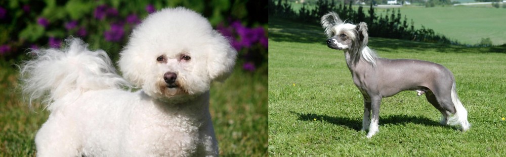 Chinese Crested Dog vs Bichon Frise - Breed Comparison
