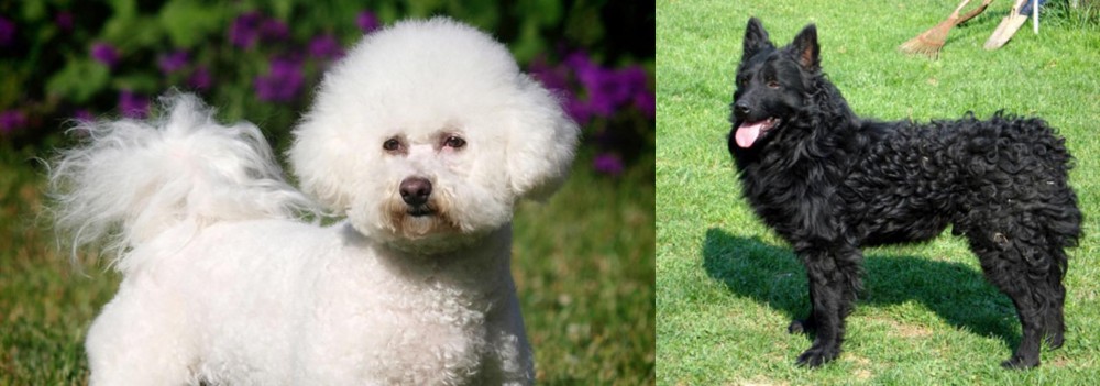 Croatian Sheepdog vs Bichon Frise - Breed Comparison