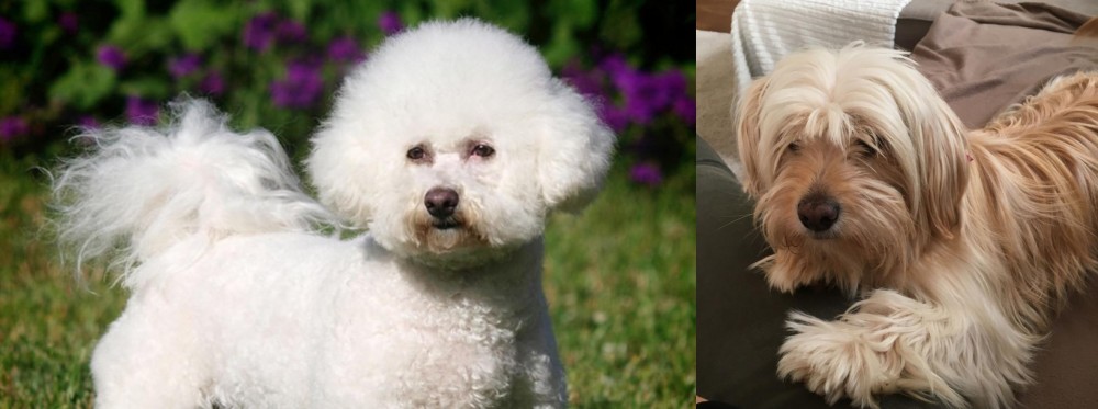 Cyprus Poodle vs Bichon Frise - Breed Comparison