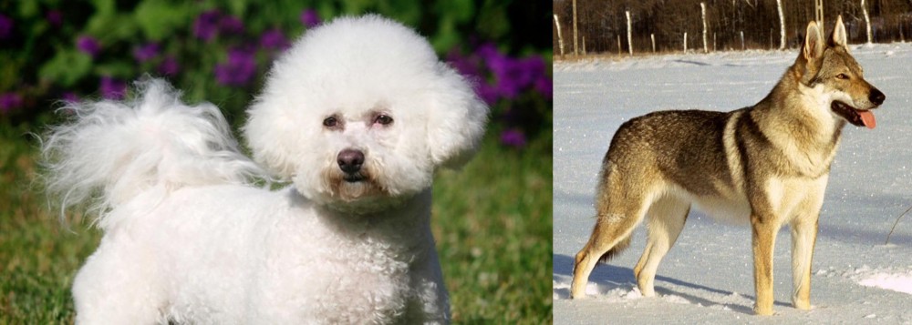 Czechoslovakian Wolfdog vs Bichon Frise - Breed Comparison