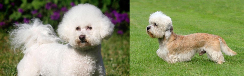 Dandie Dinmont Terrier vs Bichon Frise - Breed Comparison
