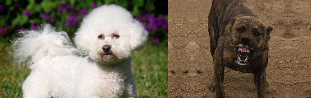 Dogo Sardesco vs Bichon Frise - Breed Comparison