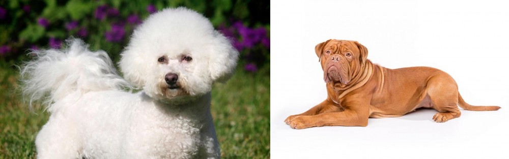 Dogue De Bordeaux vs Bichon Frise - Breed Comparison