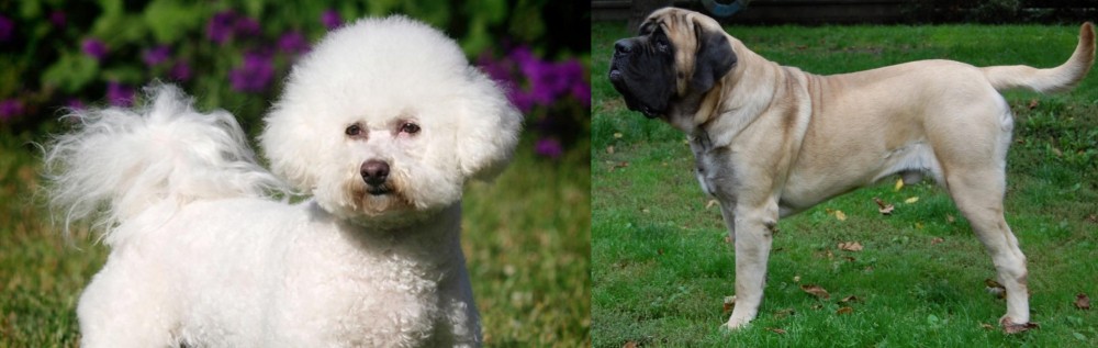 English Mastiff vs Bichon Frise - Breed Comparison