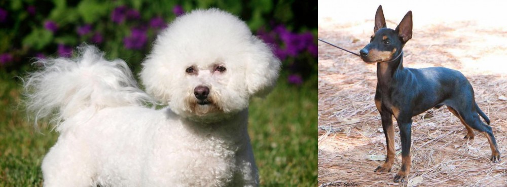 English Toy Terrier (Black & Tan) vs Bichon Frise - Breed Comparison