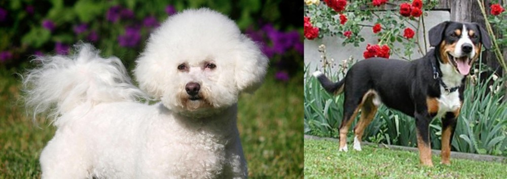 Entlebucher Mountain Dog vs Bichon Frise - Breed Comparison