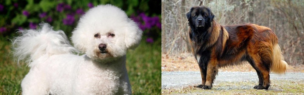 Estrela Mountain Dog vs Bichon Frise - Breed Comparison