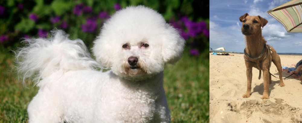 Fell Terrier vs Bichon Frise - Breed Comparison