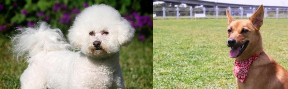 Formosan Mountain Dog vs Bichon Frise - Breed Comparison