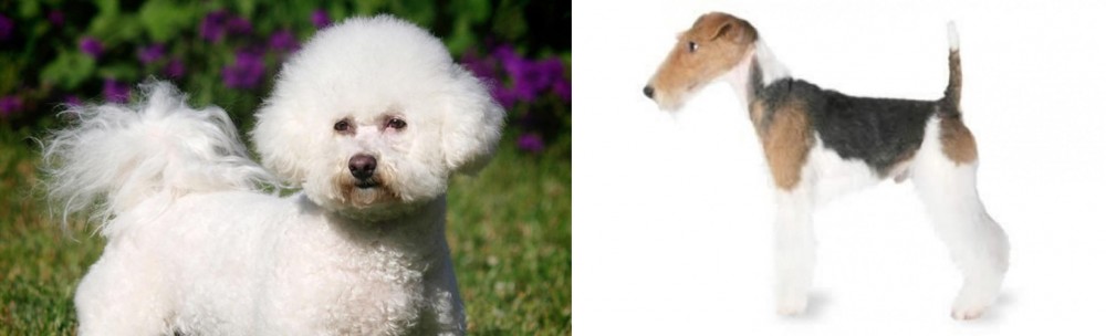 Fox Terrier vs Bichon Frise - Breed Comparison