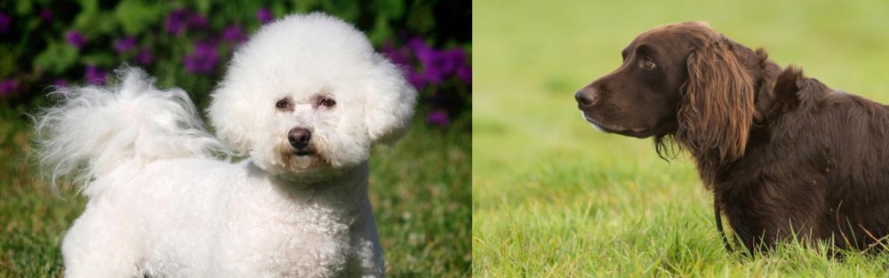German Longhaired Pointer vs Bichon Frise - Breed Comparison