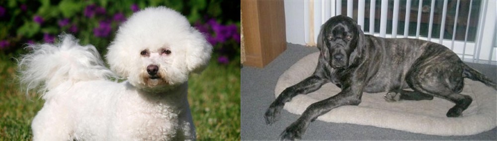 Giant Maso Mastiff vs Bichon Frise - Breed Comparison