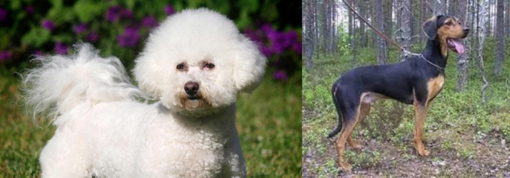 Greek Harehound vs Bichon Frise - Breed Comparison