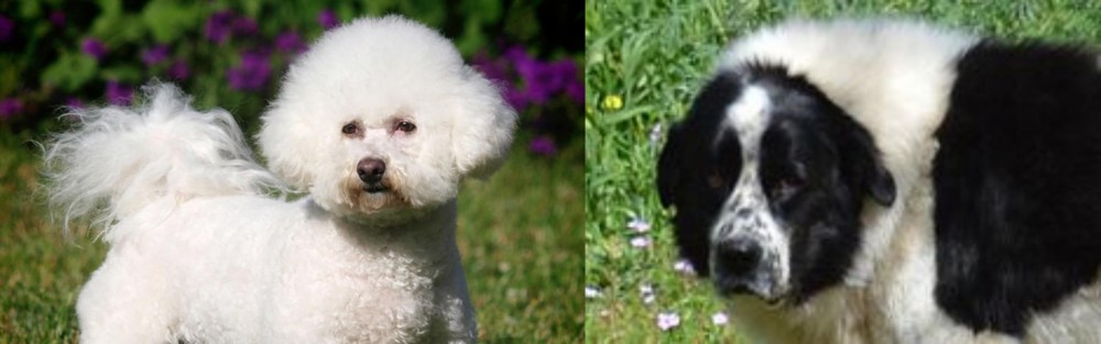 Greek Sheepdog vs Bichon Frise - Breed Comparison