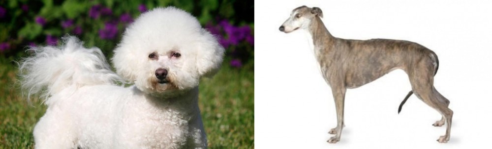 Greyhound vs Bichon Frise - Breed Comparison