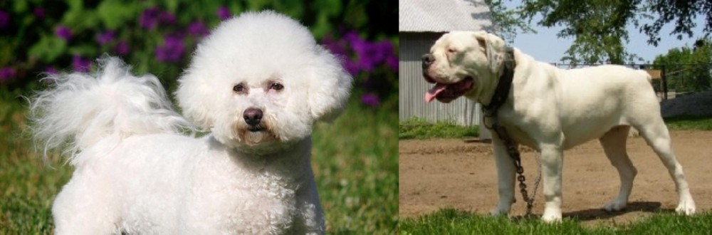 Hermes Bulldogge vs Bichon Frise - Breed Comparison
