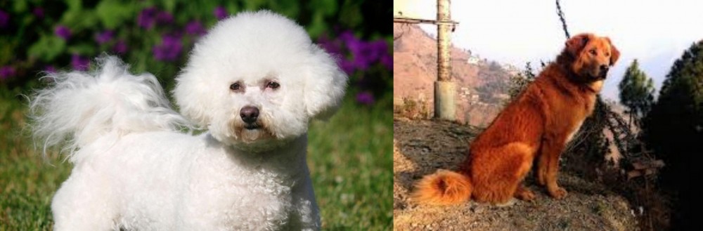 Himalayan Sheepdog vs Bichon Frise - Breed Comparison