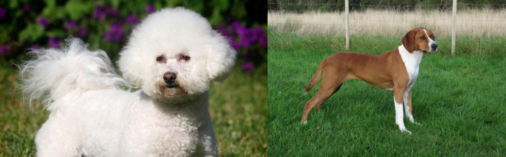 Hygenhund vs Bichon Frise - Breed Comparison