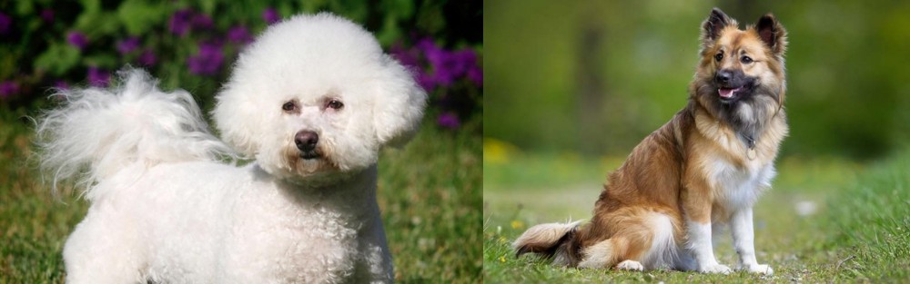 Icelandic Sheepdog vs Bichon Frise - Breed Comparison