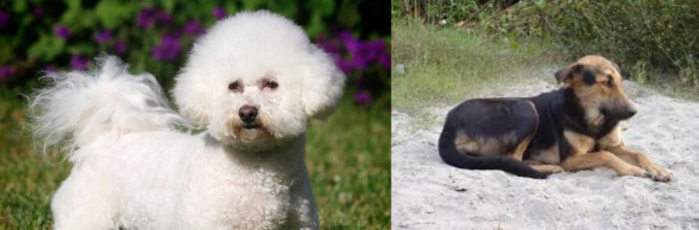 Indian Pariah Dog vs Bichon Frise - Breed Comparison