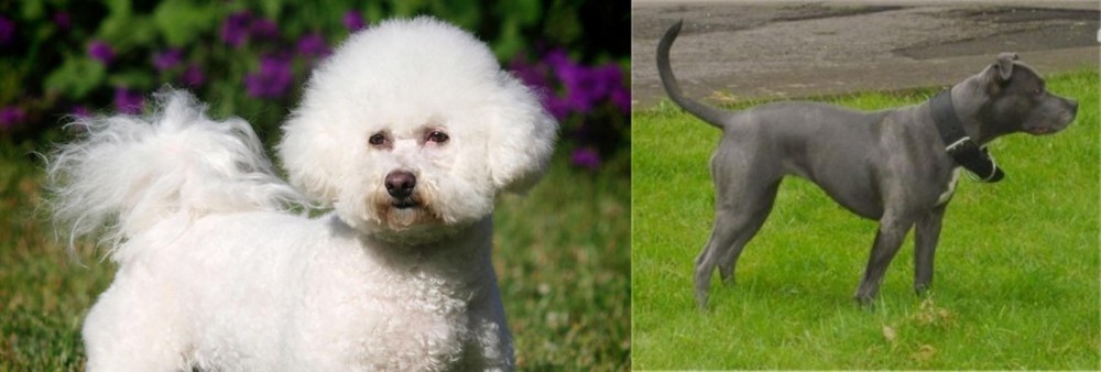 Irish Bull Terrier vs Bichon Frise - Breed Comparison