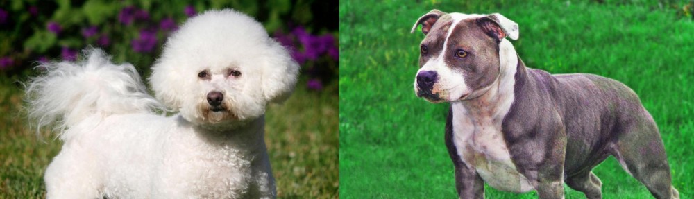 Irish Staffordshire Bull Terrier vs Bichon Frise - Breed Comparison