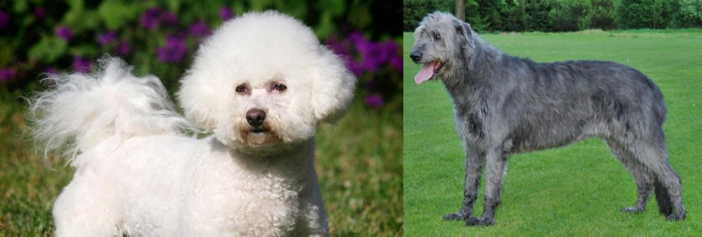 Irish Wolfhound vs Bichon Frise - Breed Comparison