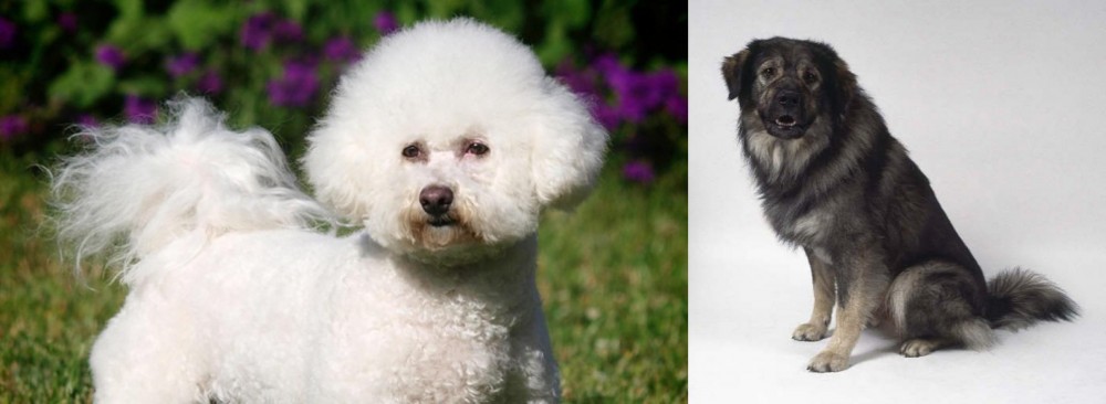 Istrian Sheepdog vs Bichon Frise - Breed Comparison