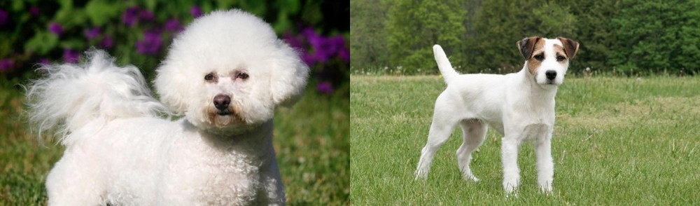 Jack Russell Terrier vs Bichon Frise - Breed Comparison
