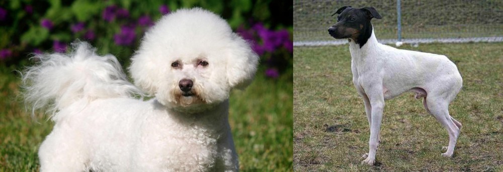 Japanese Terrier vs Bichon Frise - Breed Comparison