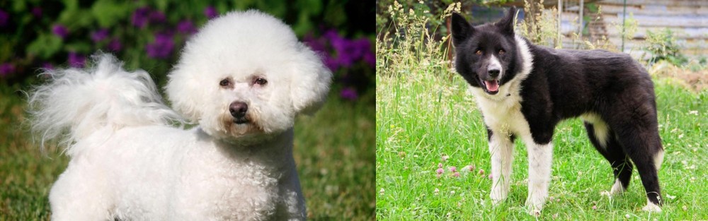 Karelian Bear Dog vs Bichon Frise - Breed Comparison