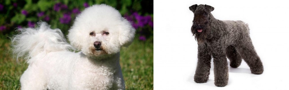 Kerry Blue Terrier vs Bichon Frise - Breed Comparison