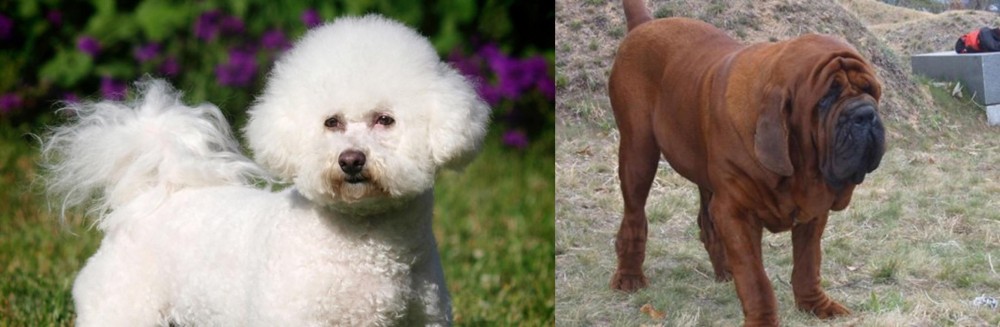 Korean Mastiff vs Bichon Frise - Breed Comparison