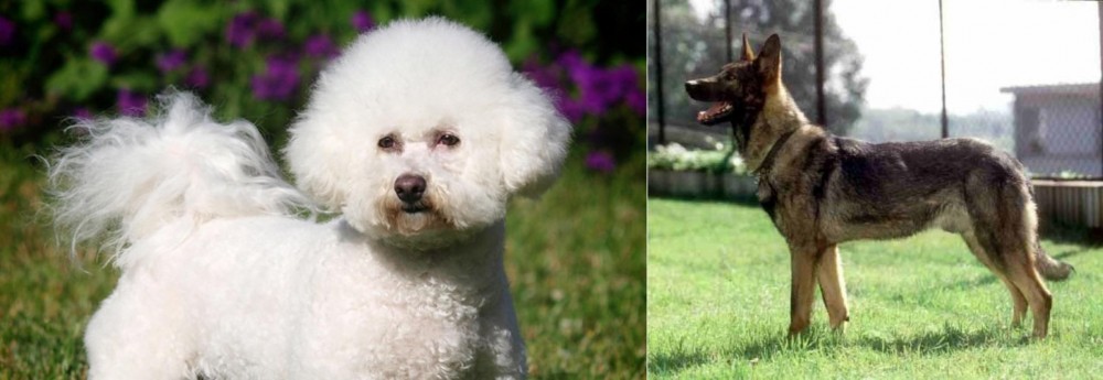 Kunming Dog vs Bichon Frise - Breed Comparison