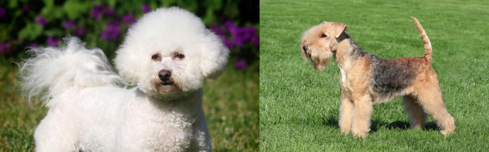 Lakeland Terrier vs Bichon Frise - Breed Comparison