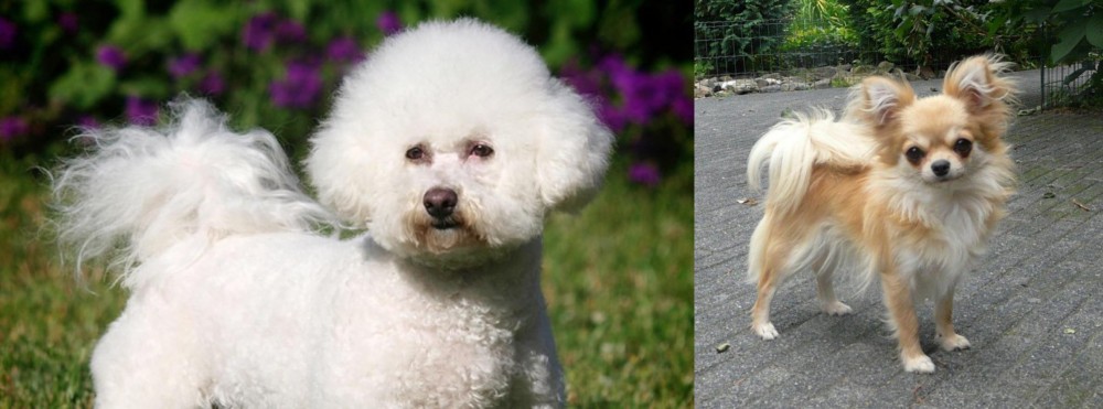 Long Haired Chihuahua vs Bichon Frise - Breed Comparison