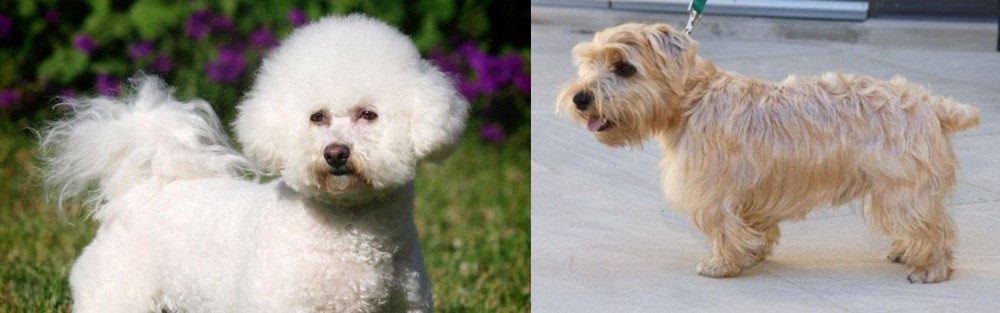 Lucas Terrier vs Bichon Frise - Breed Comparison