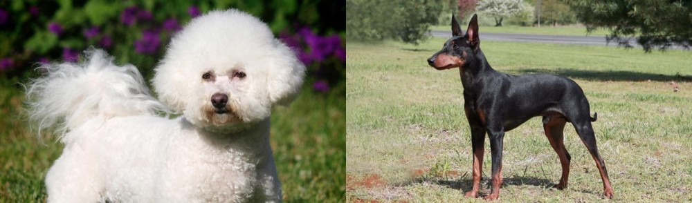 Manchester Terrier vs Bichon Frise - Breed Comparison