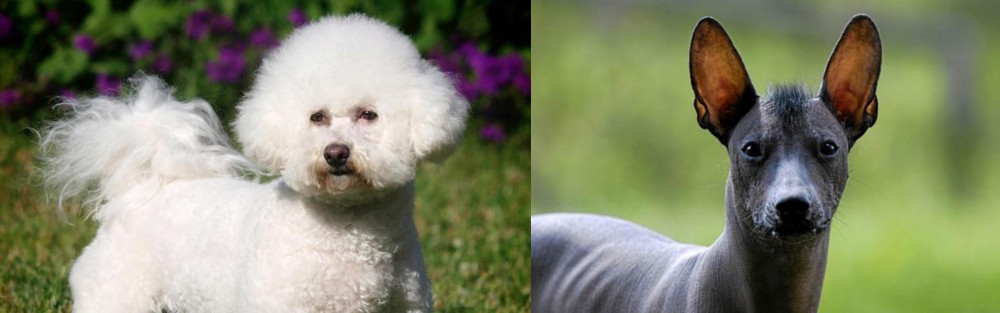 Mexican Hairless vs Bichon Frise - Breed Comparison