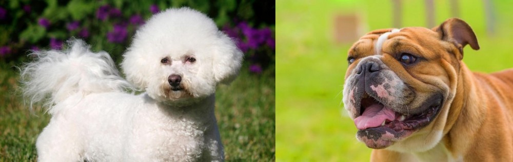 Miniature English Bulldog vs Bichon Frise - Breed Comparison