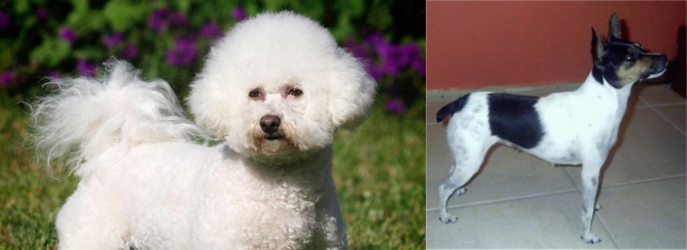 Miniature Fox Terrier vs Bichon Frise - Breed Comparison